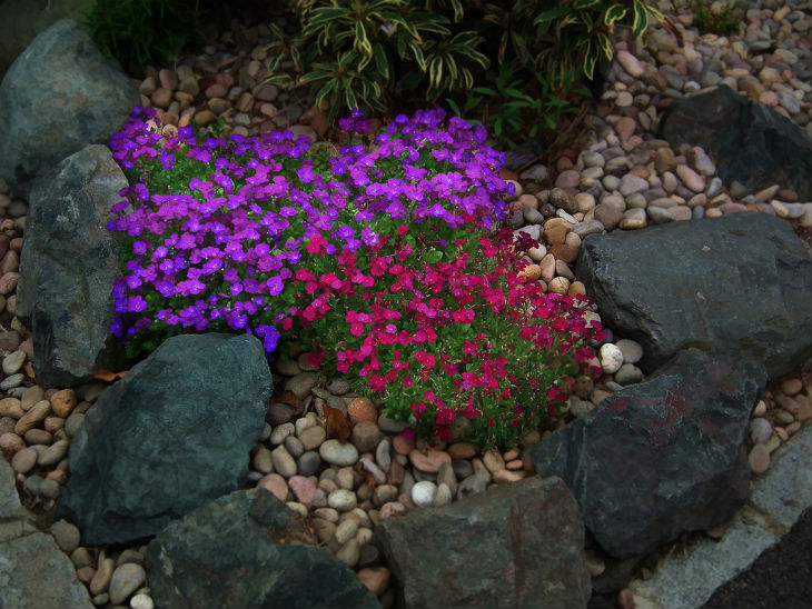 Ideal Plants For Your Rockery